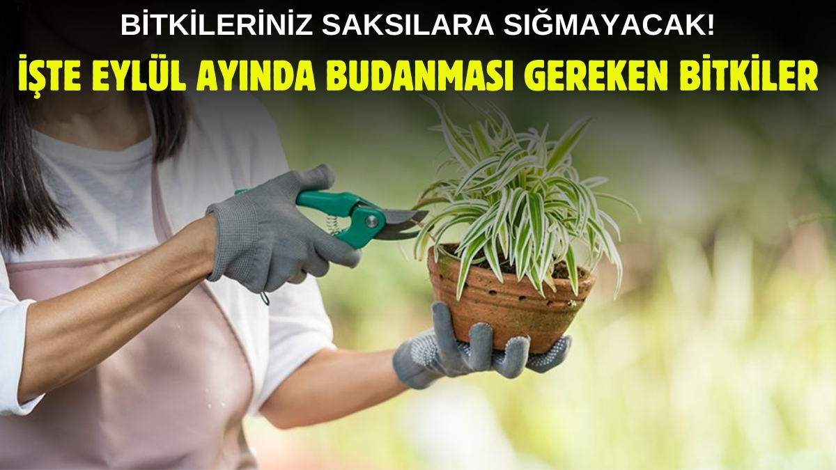 Bitkilerinizi kışa hazırlayın! İşte Eylül ayında budanması gereken bitkiler, seneye bolca çiçek verecek