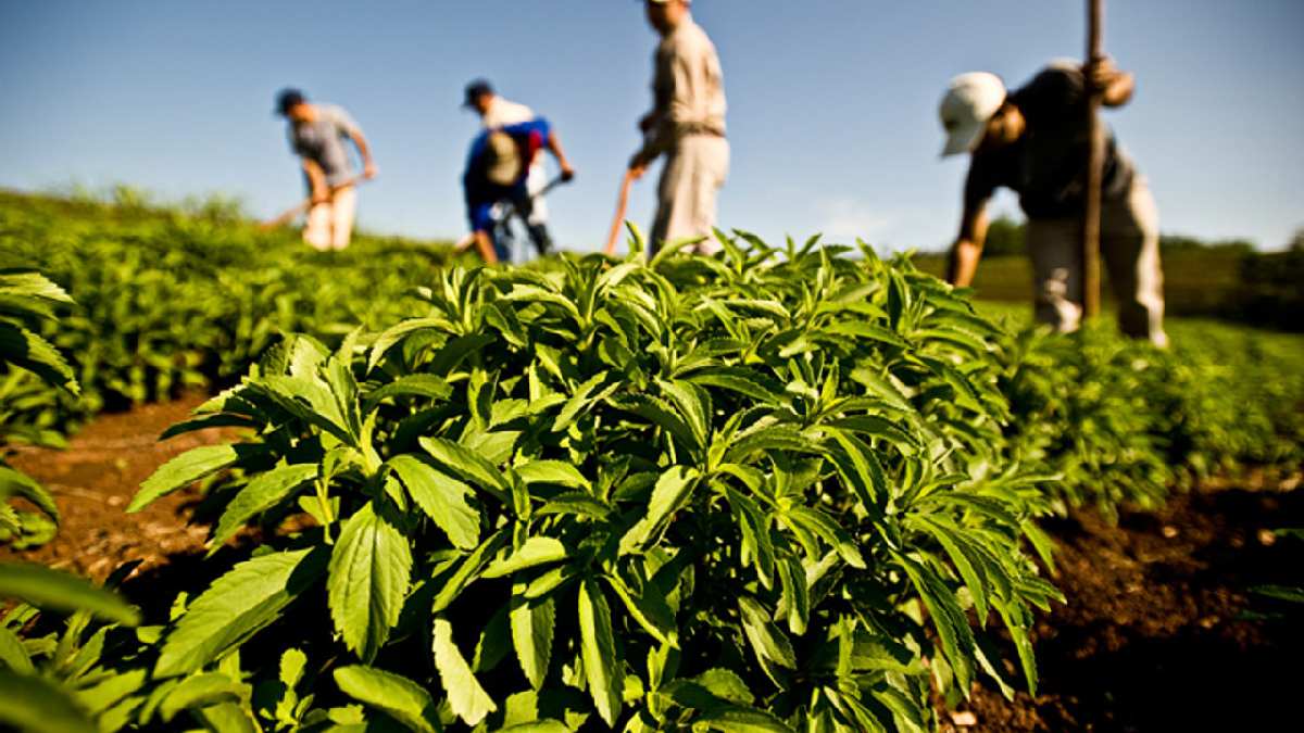 Çiftçilerden fide talebi yağıyor! İşte geleceğin bitkisi, bunu eken cebini doldurur