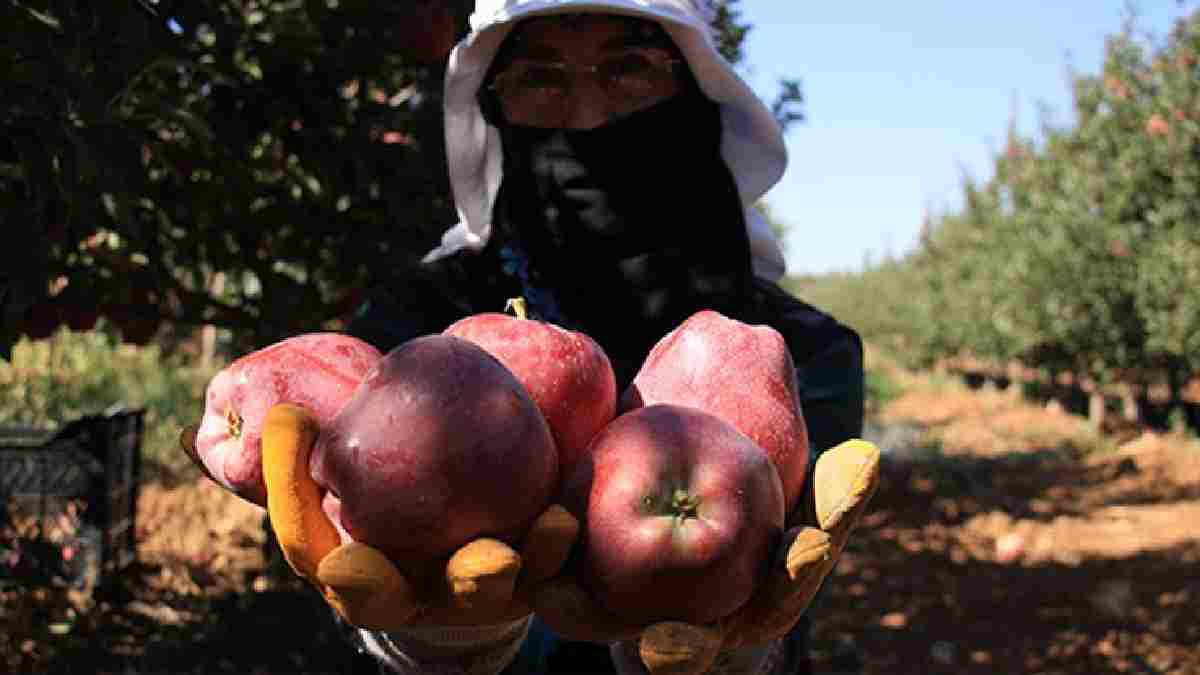 Tek fark renginde değilmiş! Kırmızı mı yoksa yeşil mi? Bakın hangisi ne faydalar sağlıyor…
