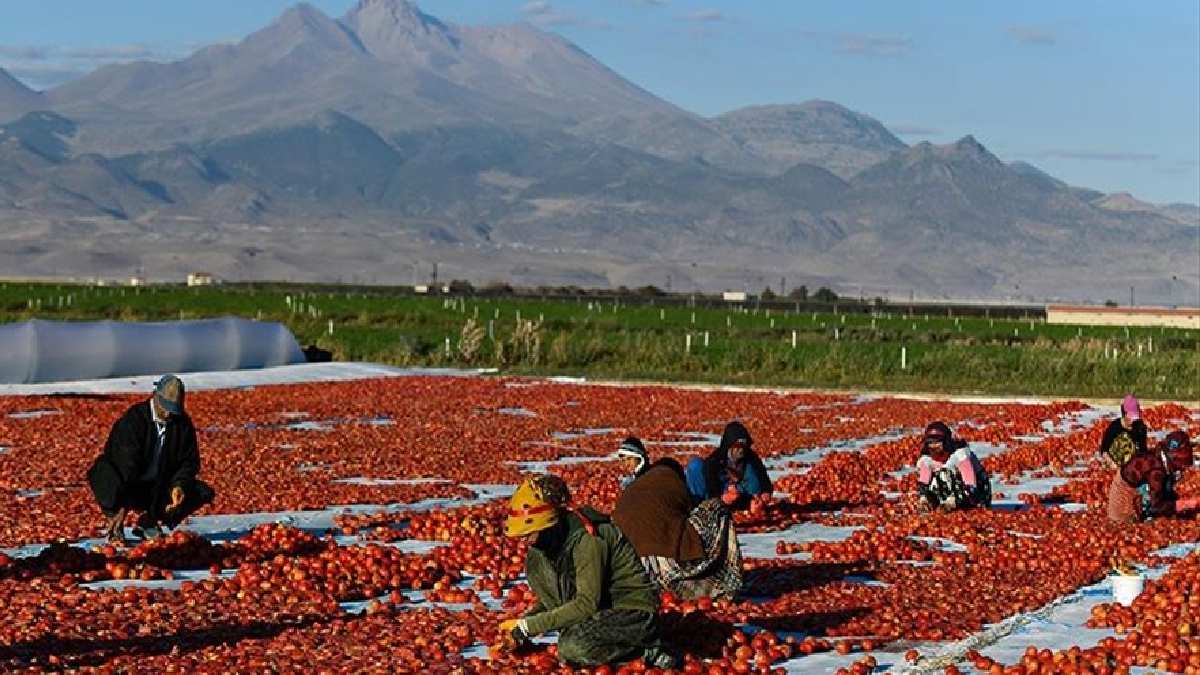 Erciyes Dağı’nın eteklerinde kırmızı hasat! Gece -gündüz tatlandırıyor ...