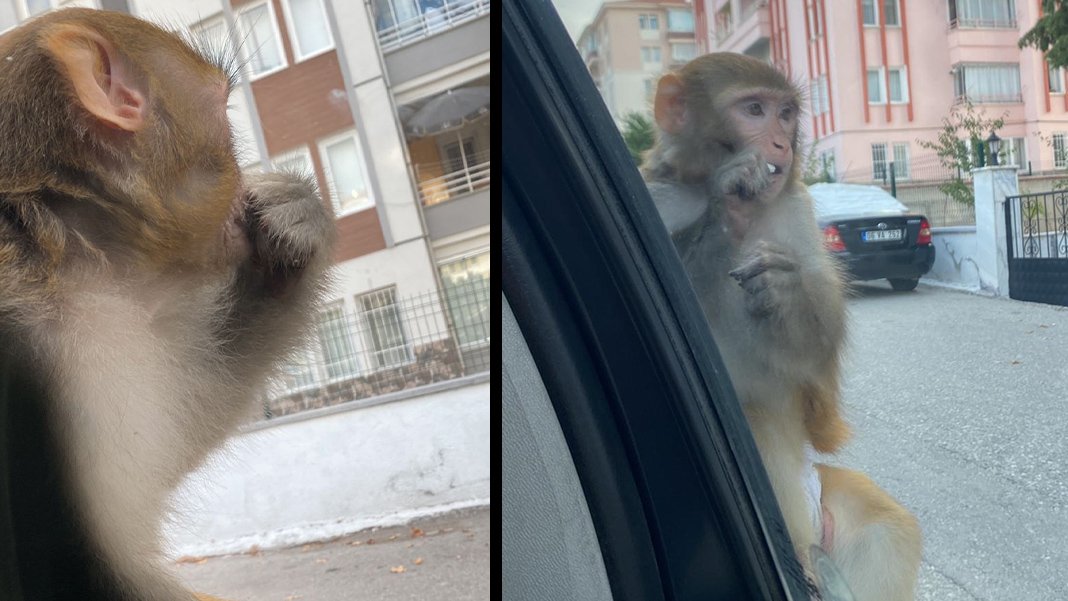 Çorum’da maymun saldırısı: Genç kız hastanelik oldu