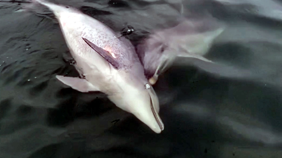 6 gün boyunca başından ayrılmadı: Gözyaşları içinde izlediler! Bilim insanları bile şaştı kaldı
