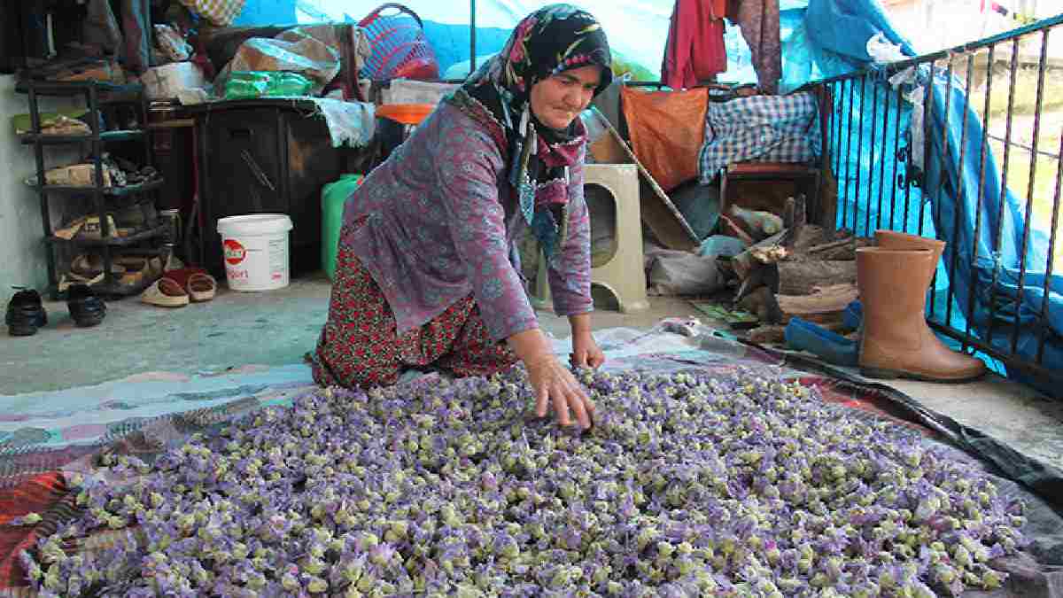 Yazın toplayıp kurutan kışın hastalık yüzü görmüyor! Yol kenarlarında yetişiyor, zımba gibi yapıyor