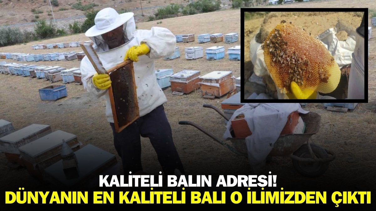 Dünyanın arayıp da bulamadığı bal Türkiye'de o ilimizde yetişiyor! Dünyanın en kaliteli balı seçildi