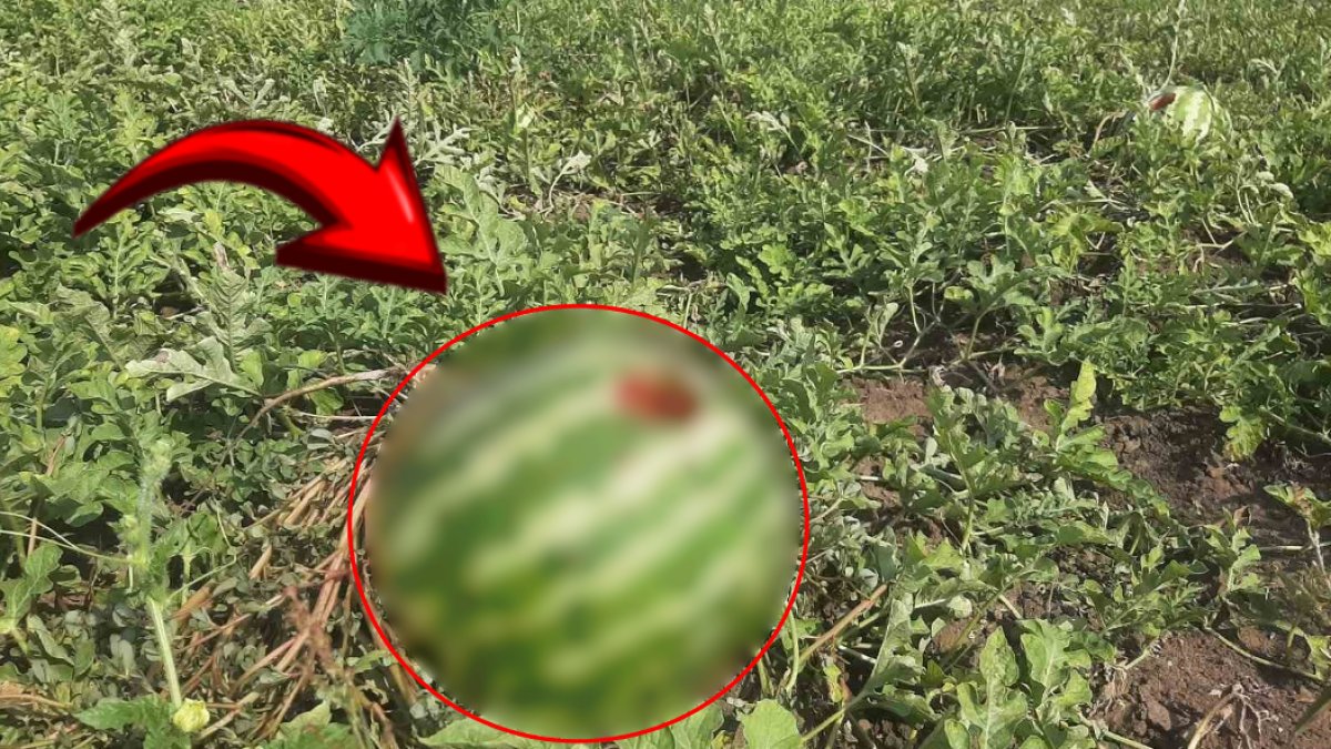 Yetiştirdiği ürünleri hasat etmek için tarlasına gitti! Gördüğü manzara karşısında şok oldu: ‘Hiçbir tanesini sağlam bulamadık’