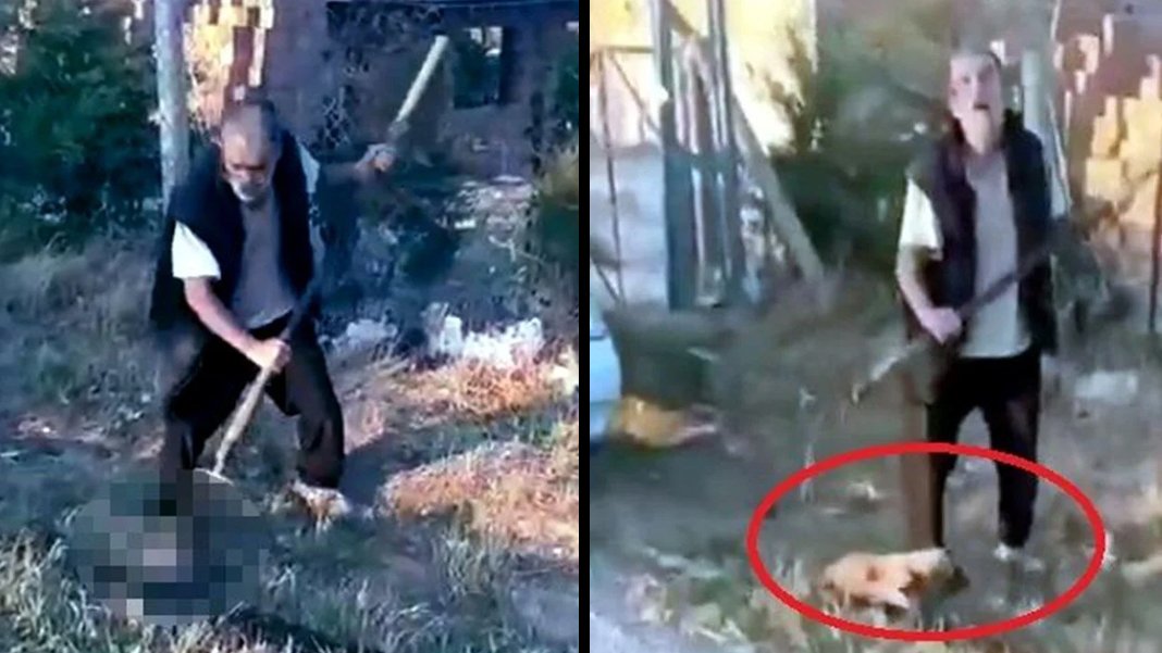 Ankara’da kan donduran olay: Yavru köpeği dirgenle vahşice katletti