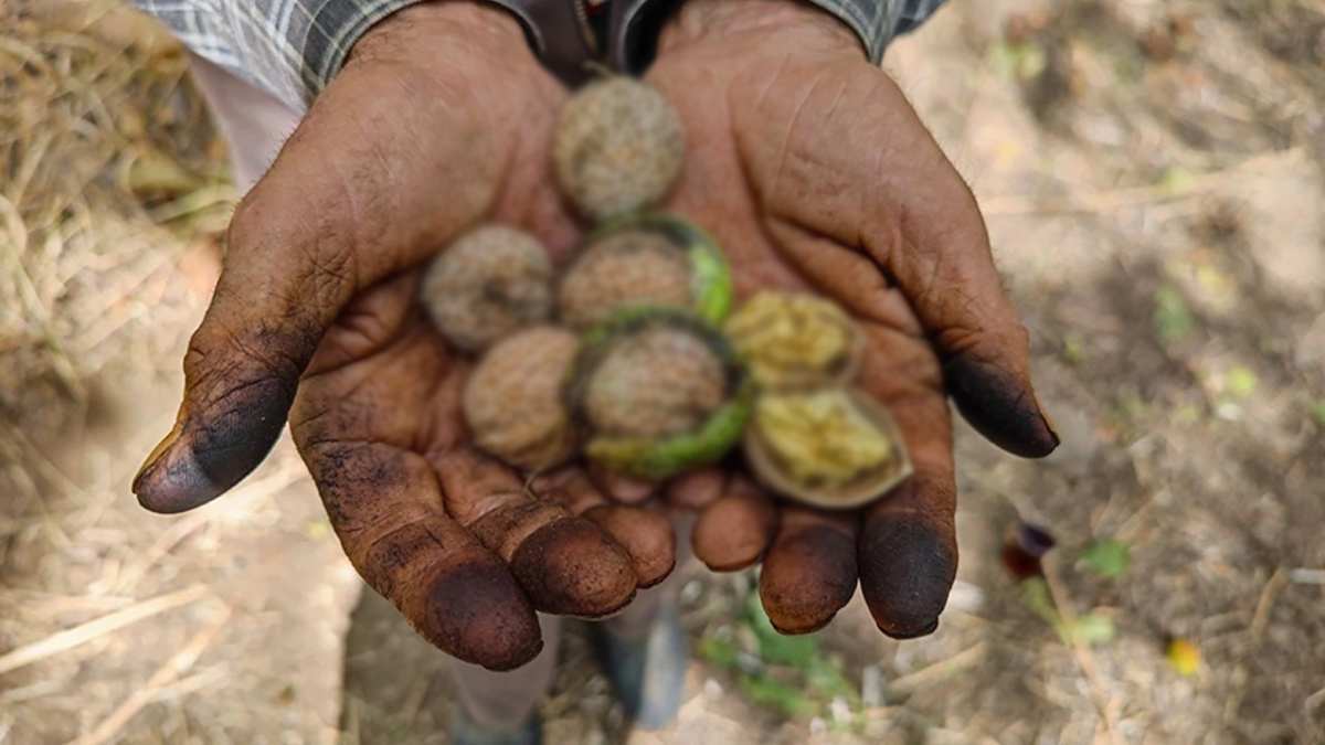 Çorum bu kez leblebi değil o lezzetiyle ünlendi! Toplanmadan dalında satılıyor! Yurt dışında tonlarca gönderiliyor