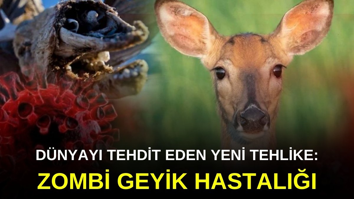 Yeni bir tehlike daha yayılmaya başladı! Zombi Geyik hastalığı deniyor: Bilim insanları açıkladı
