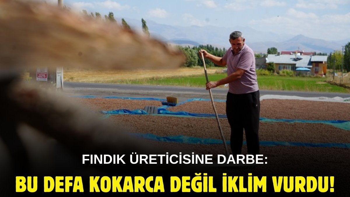 Trabzon'da toplanıyor, komşu ilde kurutuluyor! Fındık üreticisine bir darbe daha: Bu kez korkarca değil iklim vurdu