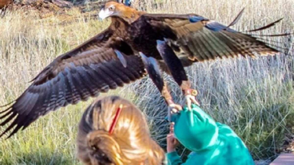 Film değil gerçek! Altın kartal dehşeti: Kız çocuğuna saldırdı