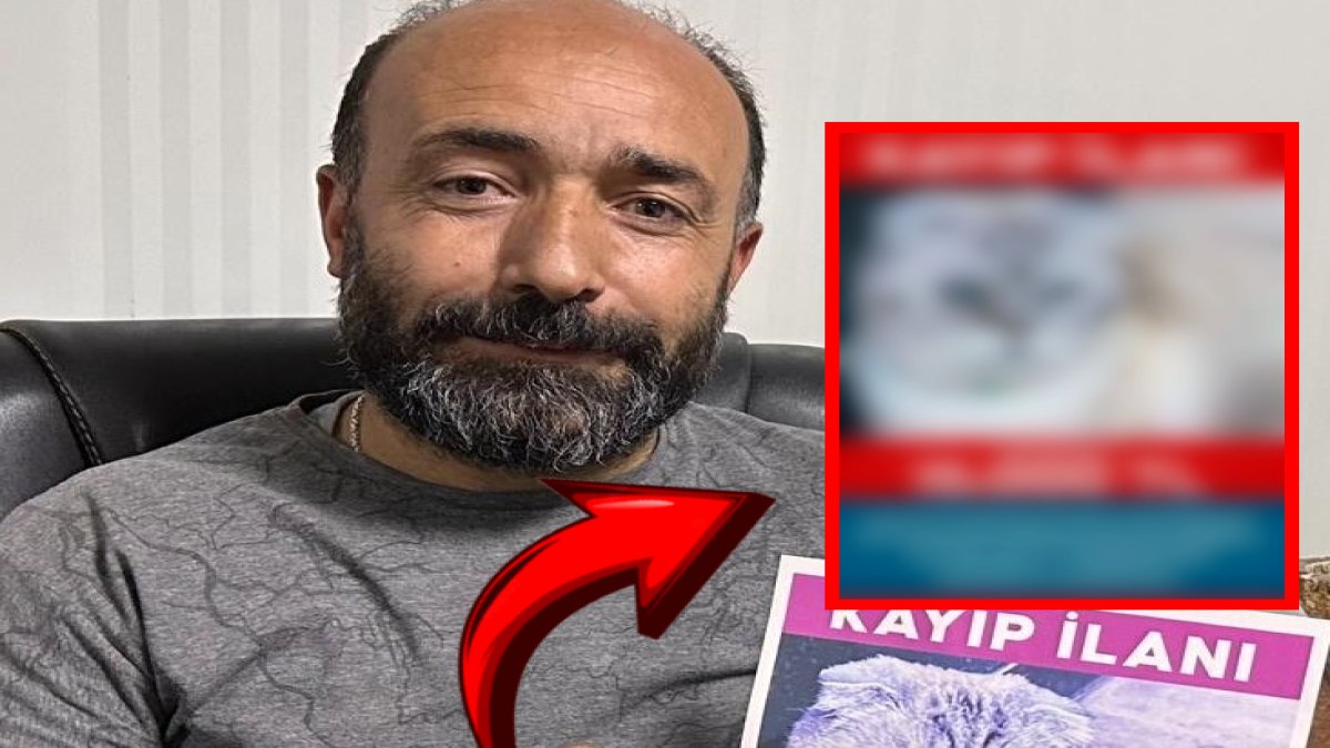 Sokakta gezerken gözünüz bu kediyi arasın! Bulana 15 bin TL ödül var: Sahibi köşe bucak bu kediyi arıyor