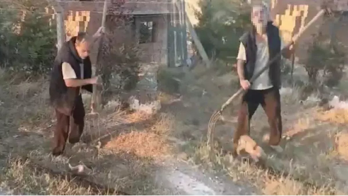 Sokak köpeklerini öldüren sanığın ifadesi: Kedimi öldürdüler, evime saldırı girişiminde bulundular