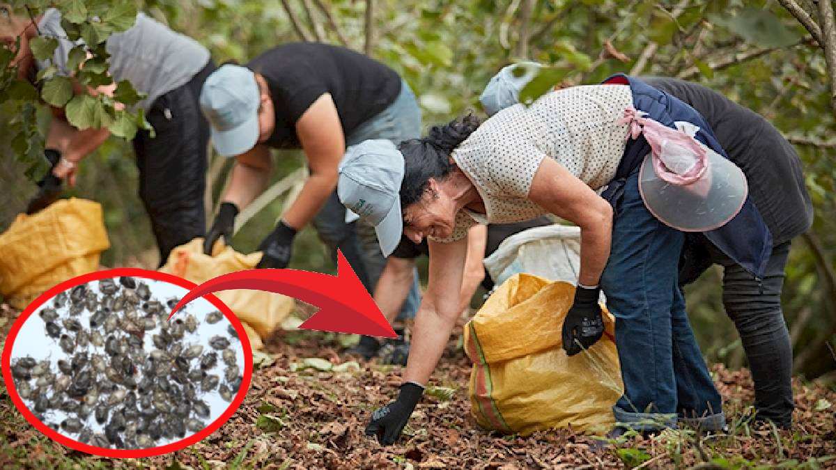 Bu böceği toplayıp getirene kilo başına para veriliyor! Belediye duyurdu: Fındığın kabusu insan avıyla bitecek