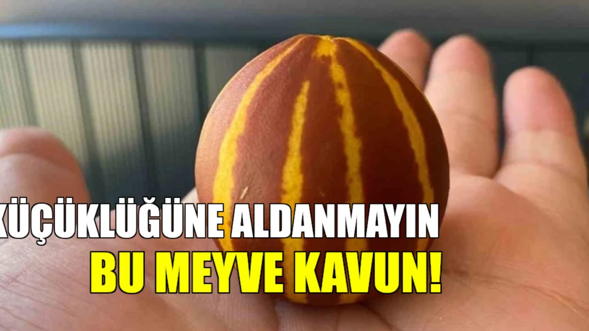 İlk bakışta portakal gibi duruyor ama bu meyve kavun! Kokusu parfüm gibi yayılıyor... Bu cinsini ilk kez görenler şaşırıyor