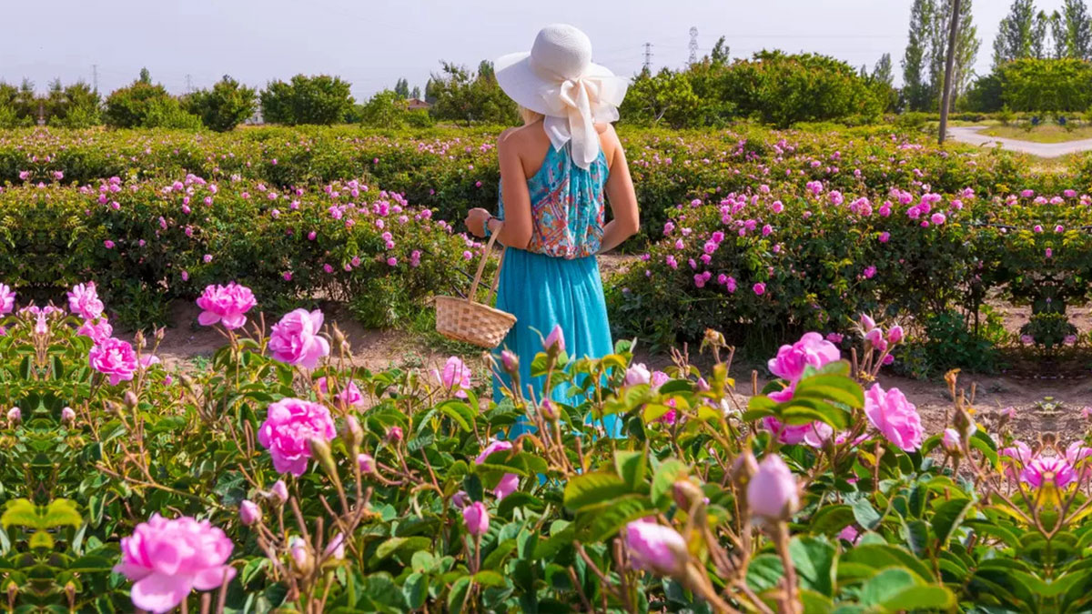 Dünyada yüzde 65'i Türkiye'de üretiliyor: Gül çiçeğinin fiyatı şaşırttı! Yüzde 66 artış yaşandı