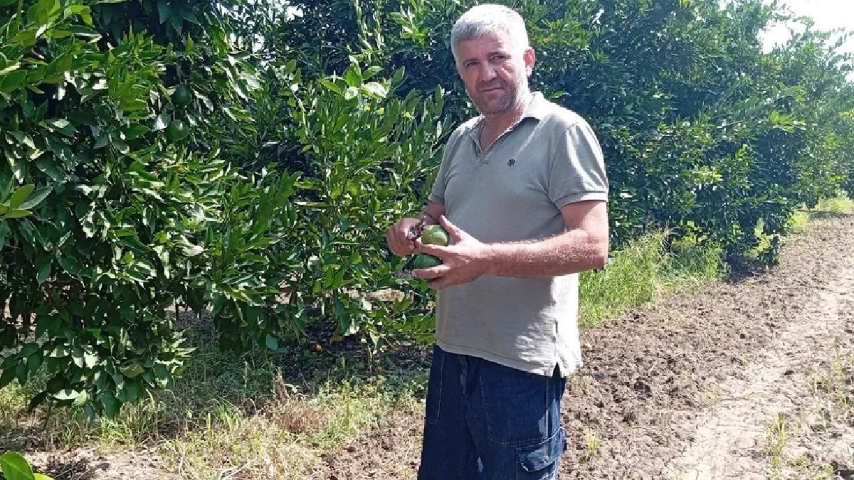 Osmaniye'de mandalina hasadı başladı: Tarlada 7 TL markette 40 TL