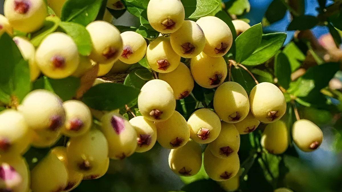 Akdeniz ikliminde yetişiyor: Murt meyvesi, mikropları vücuttan def ediyor! Meğer ne çok faydası varmış