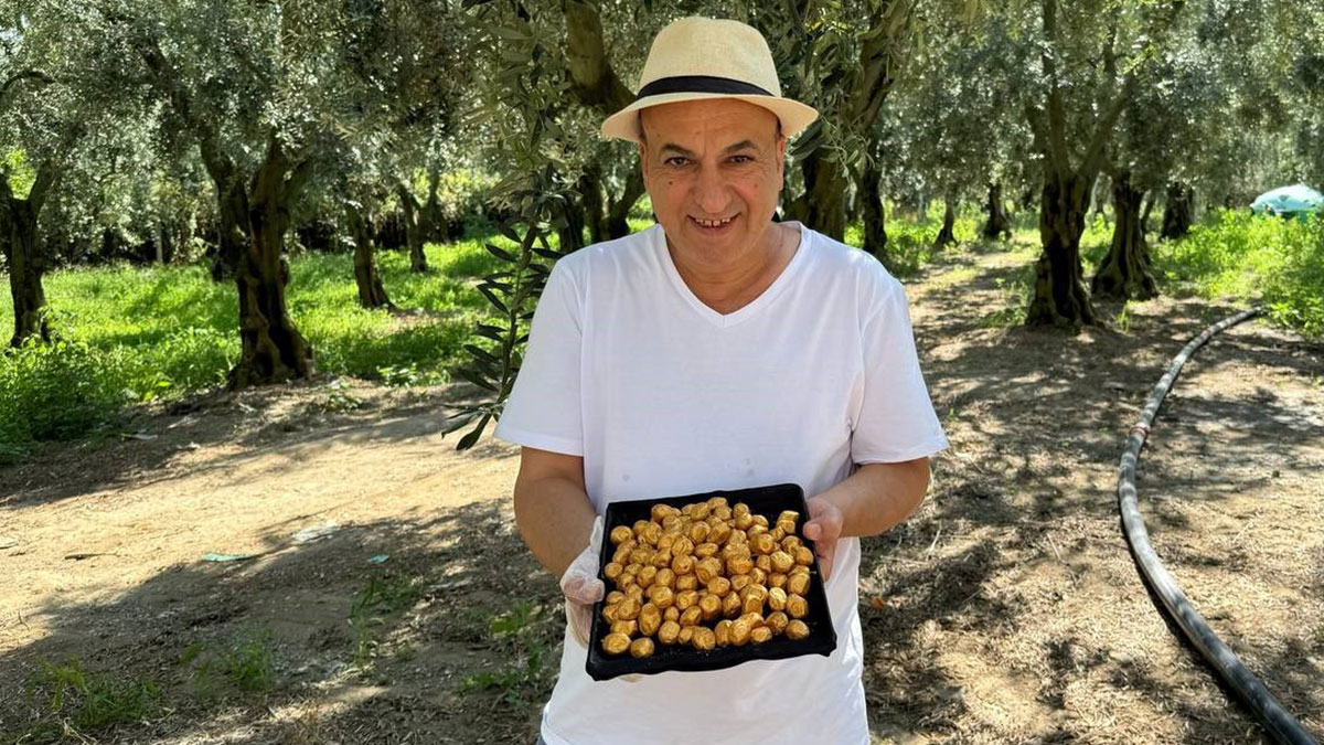 Orta Doğulu milyonerler bu zeytini almak için sıraya girdi: 24 adeti 300 dolar! Nedenini öğrenince çok şaşıracaksınız