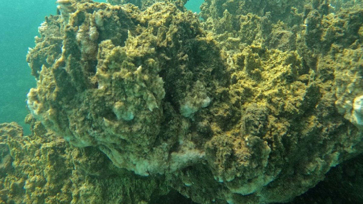 Van Gölü'nde yeni keşif: 34 metrelik mikrobiyalit