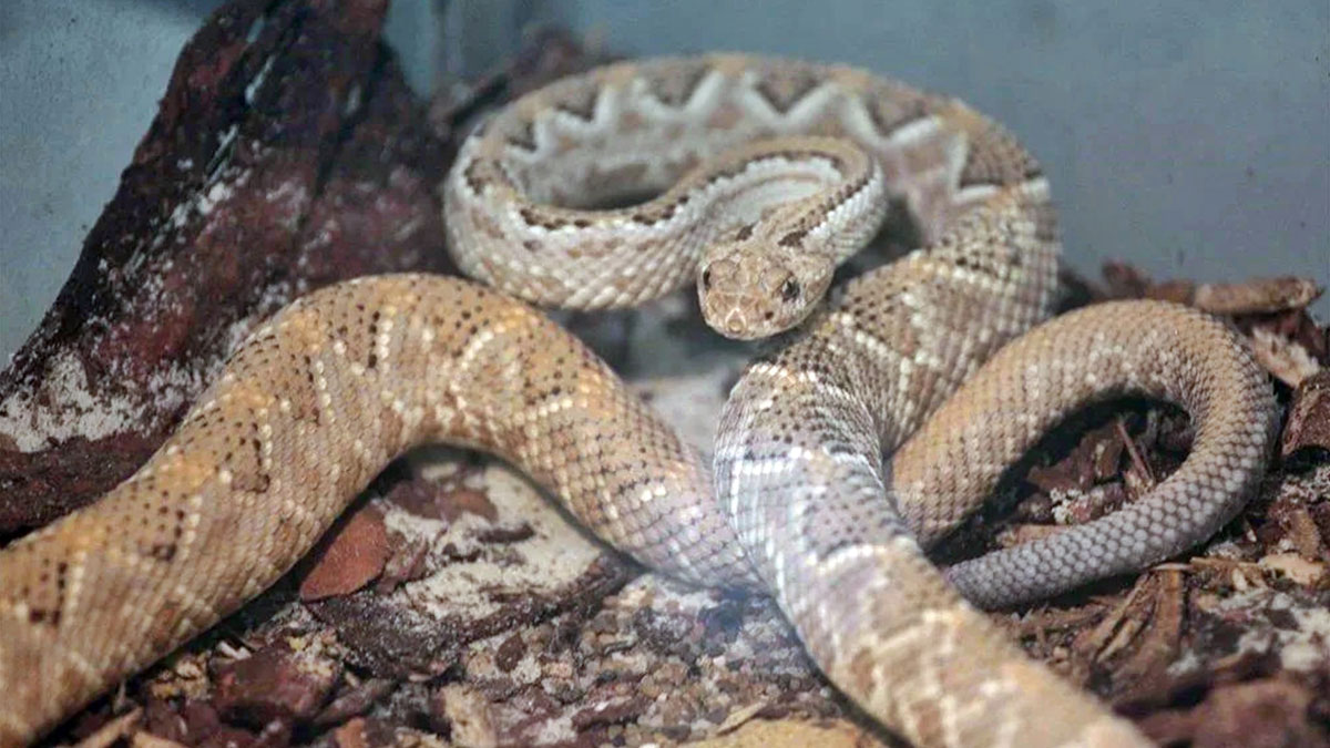 Dünyanın en büyük yılanı, o kentte ziyaretçi ağırlıyor! Boyu 5 insan büyüklüğünde