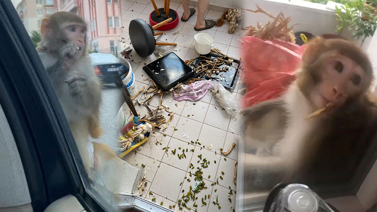 O kentte maymun paniği: Sokaktan geçenleri ısırıyor, evlere zorla giriyor! Korkutan anlar kamerada