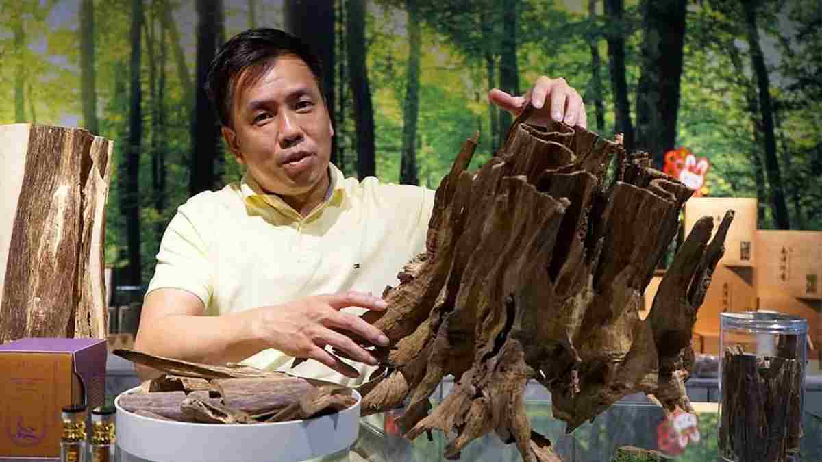 Dünyanın en pahalı ağacına yoğun ilgi! Kilosu 100 bin dolara satışta: Altından bile kıymetli reçinelerle kaynıyor!