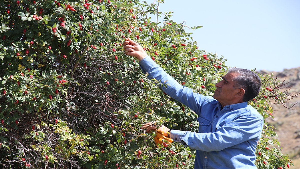 Dağlarda kendi yetişiyor, köylüler toplayıp çuvallarla götürüyor! Faydası saymakla bitmez: Dağ taş bununla kaynıyor