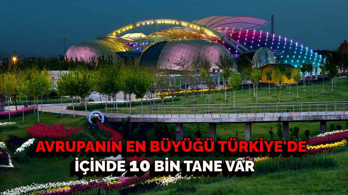 Ankara’ya sadece 2 saat uzaklıkta! Herkesin hayalindeki büyülü mekan! İçinde 10 bin tane bulunuyor…