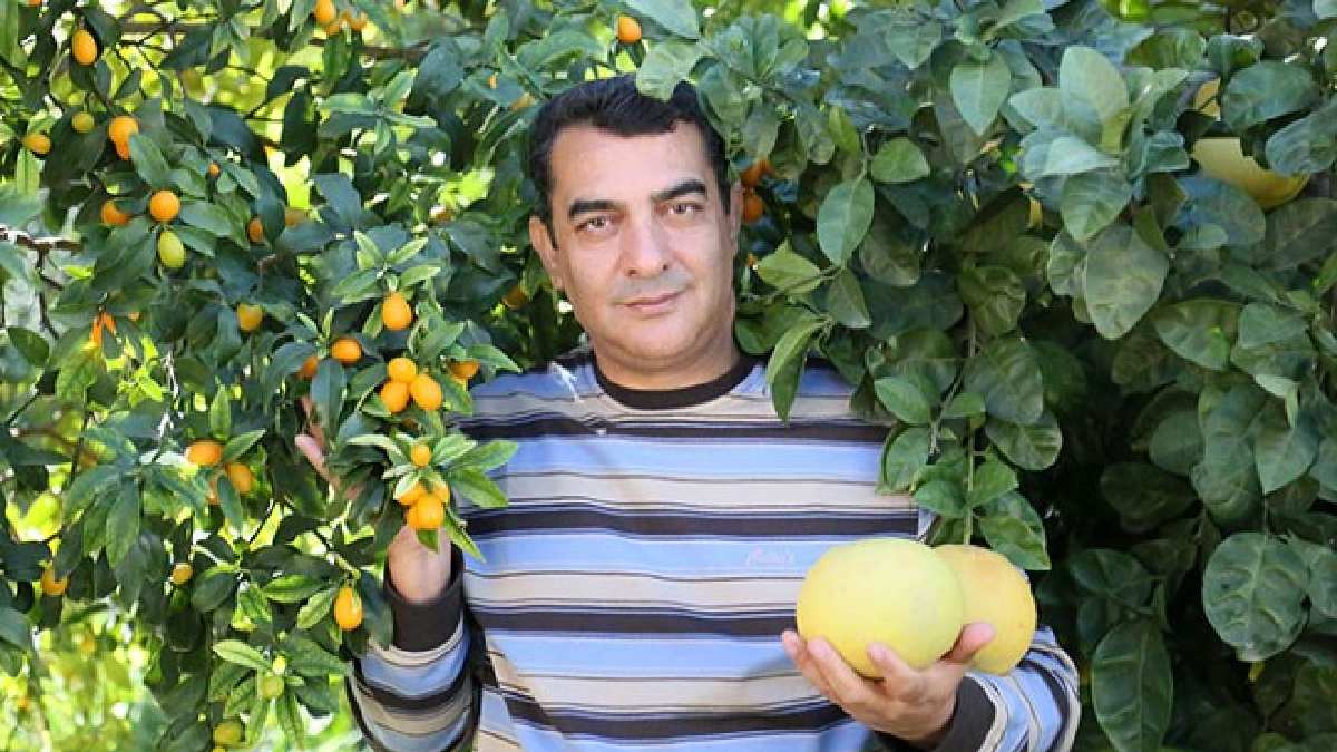 İlk bakışta limon gibi görünüyor ama bu meyve ağaç kavunu! Türkiye'de  yetişiyor: Faydası az biliniyor