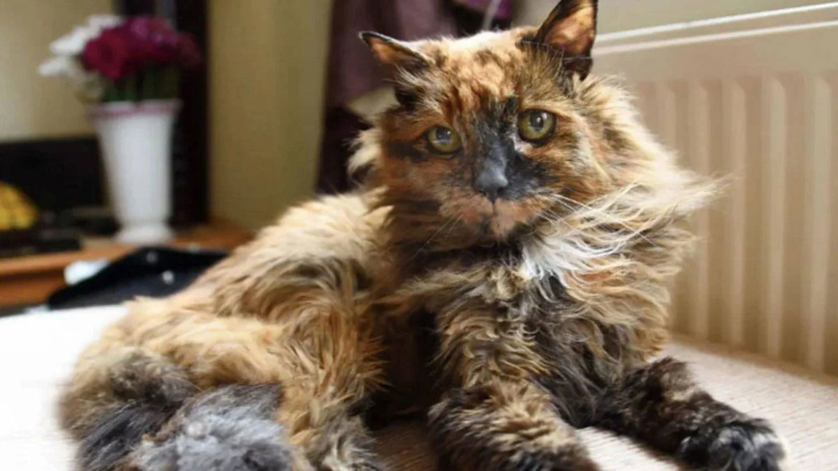 Dünyanın en yaşlı kedisi yaşamını yitirdi: İnsan yaşıyla 152 yaşındaydı! Sevenleri üzüntüye boğuldu