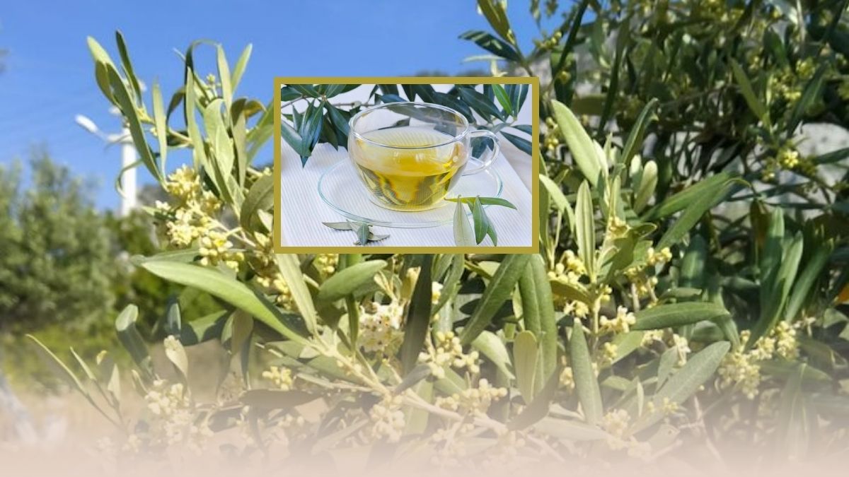 Doğanın ecza dolabı, İbn-i Sinan'ın bin yıllık reçetesi! Saraçoğlu da önerdi: Kaynatıp içerseniz hastalıklara iyi geliyor