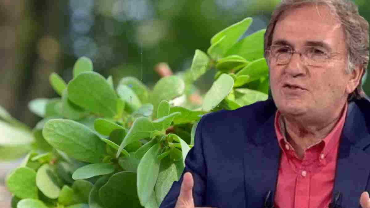 Balık yemeyenin Omega-3 ihtiyacını karşılıyor! İbrahim Saraçoğlu’nun altın sebzesi: Haftalık mutlaka tüketin