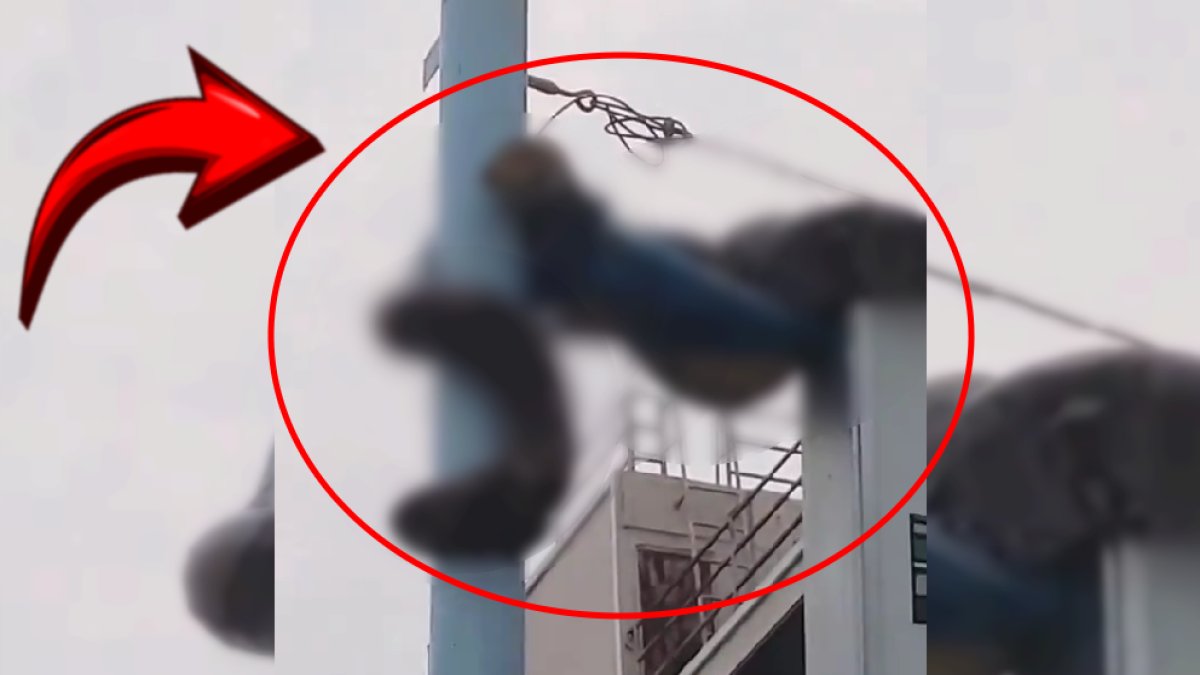 7 metrelik yılan 54 yaşındaki kadını çiğnemeden yuttu! Korku filmi gibi görüntü: Yılanın boyu dehşete düşürdü