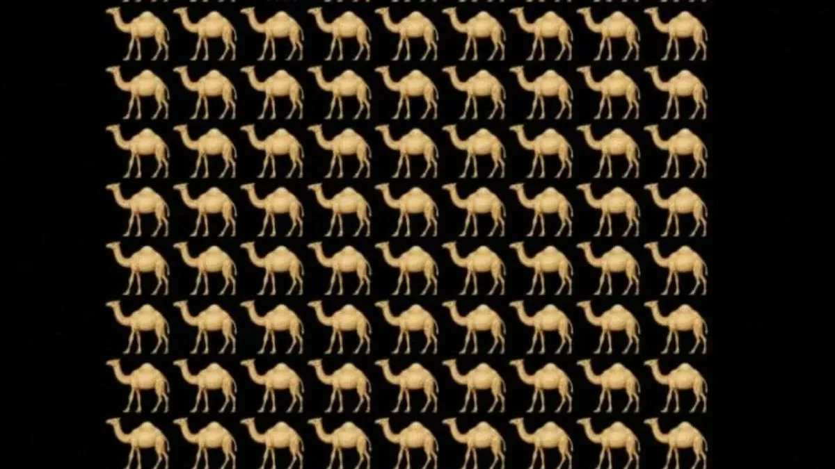 5 saniyede farklı deveyi bulan zekasıyla övünecek! Basit zanneden şimdiden elendi