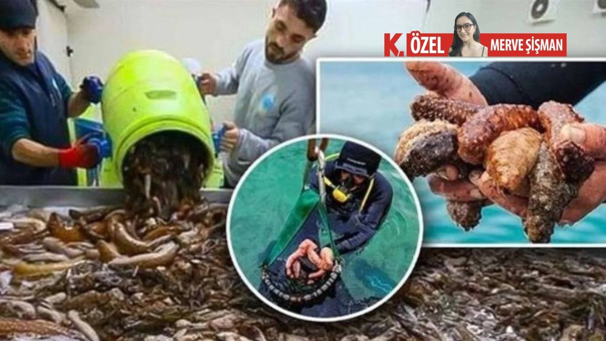 Denizlerin filtresine ihracat izni