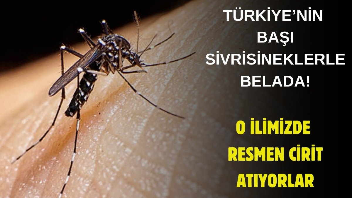 Bir ısırığıyla hastanelik eden sinek Türkiye'de! Korkulan başımıza geldi, o ilimizde cirit atıyorlar