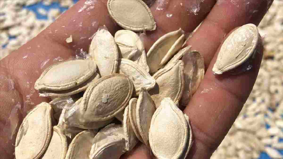 Avuç avuç kabak çekirdeği yiyenlere kötü haber! Gizli tehlikesi ortaya çıktı: Duyan elini sürmeyecek