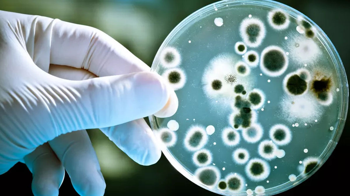 Bakteriler, çevresel değişimleri önceden sezerek evrim geçiriyor! Deneyimlerini de 'çocuklarına' aktarıyor