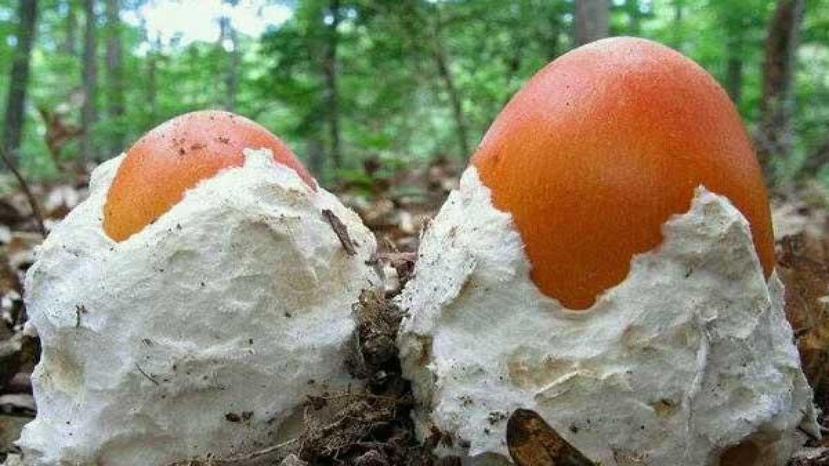 İlk bakışta yumurta gibi duruyor ama bu bir mantar! Türkiye'de bolca var, faydası saymakla bitmiyor