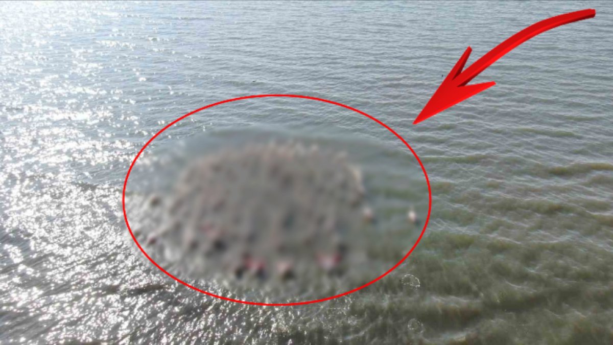 Bir anda doluştular! Körfez'de heyecanlandıran manzara: Yüzlercesi birden geldi