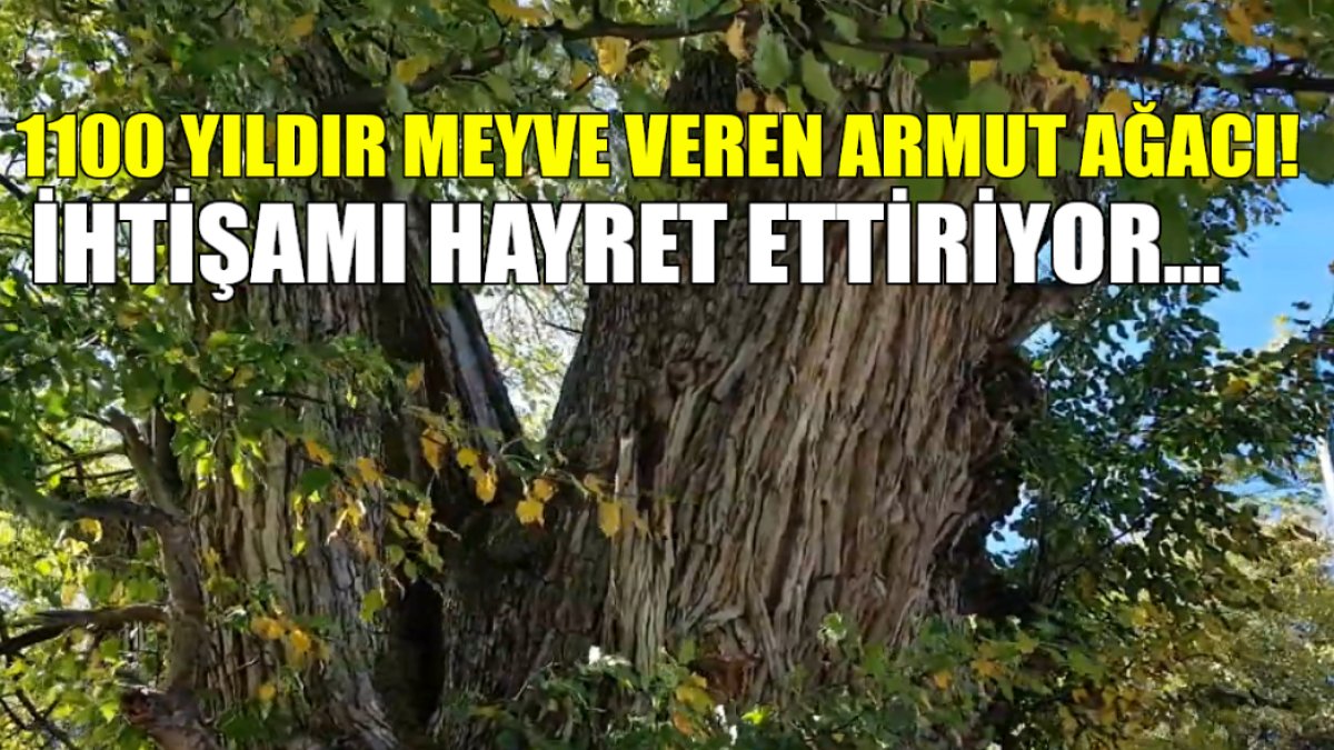 Dünyanın en eski armut ağacı! 1100 yıldır meyve vermeye devam ediyor, devasa boyuyla göreni hayran bırakıyor