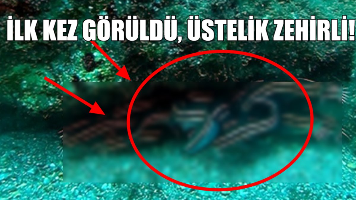 Kızıldeniz'den sürü halinde geldiler! Böylesi ilk kez görülüyor: Üzerinde uzun uzun zehirli dikenleri var