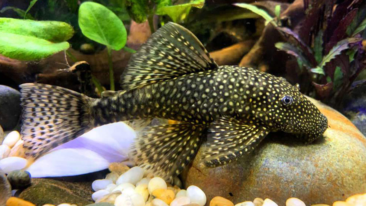 Çöpçü balığında sadece insanlarda görülen o özellik tespit edildi! Bilim insanları bile şaştı kaldı