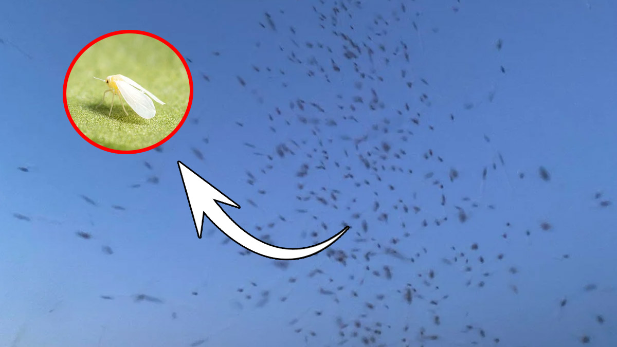 İzmirliler dikkat! Toz bulutu değil sinek ordusu...Uzmanlar nedeni araştırıyor: Resmen istila ettiler