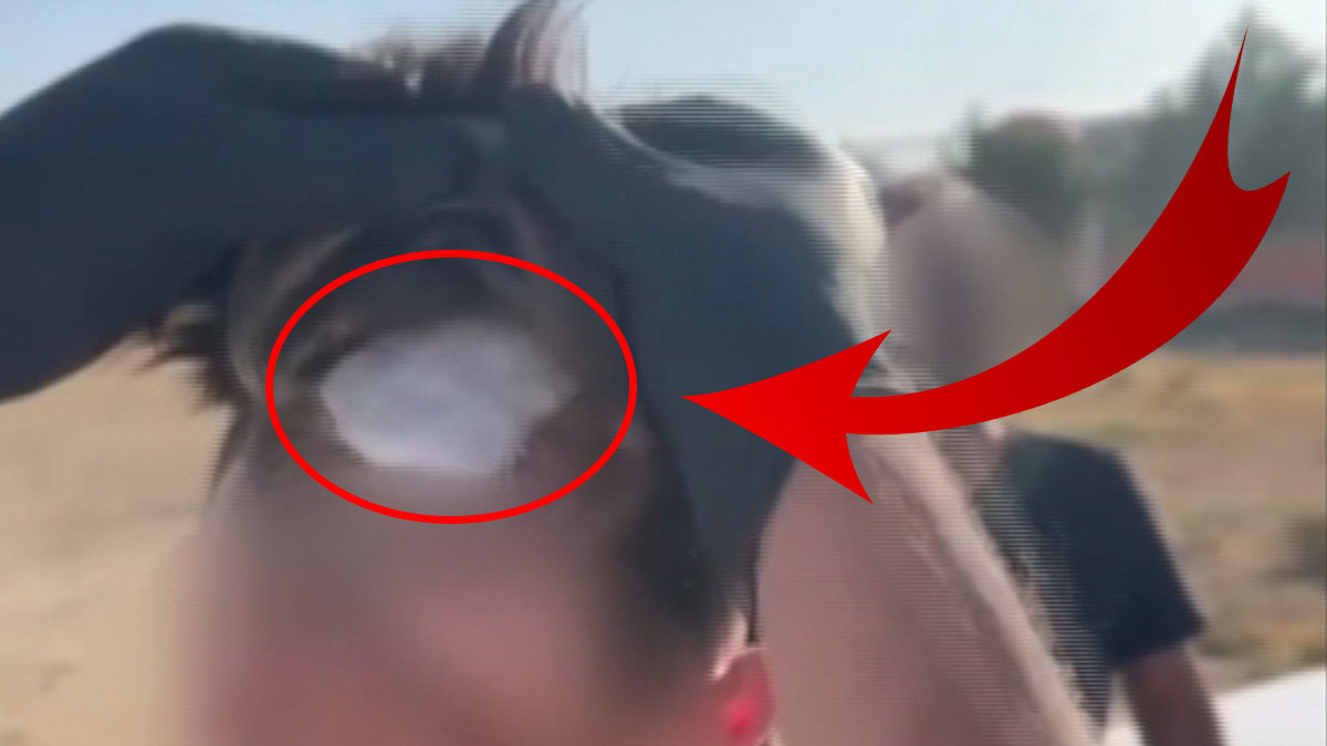 Kafasındaki şişlik polisin dikkatini çekti: İçinden çıkanlar 'Pes' dedirtti! Peruk numarası polise sökmedi