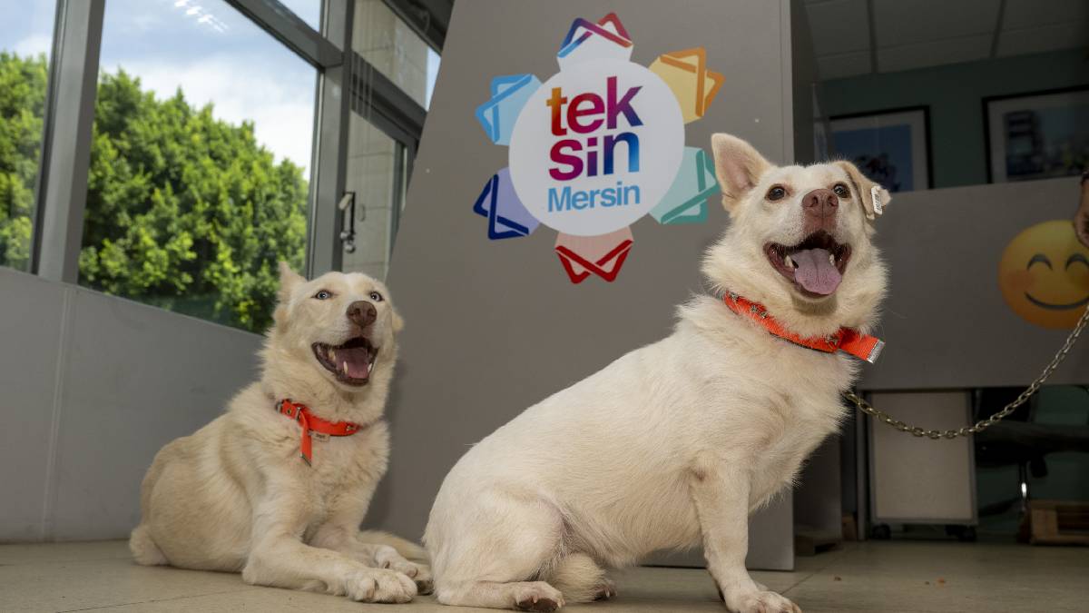 Başkan Seçer söz verdi, Büyükşehir birimleri can dostları sahiplendi