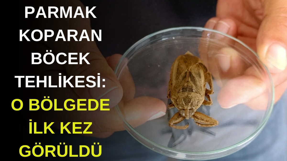 Bu böceği görürseniz hemen uzaklaşın! Parmak koparan böcek ilk kez o bölgede görüldü