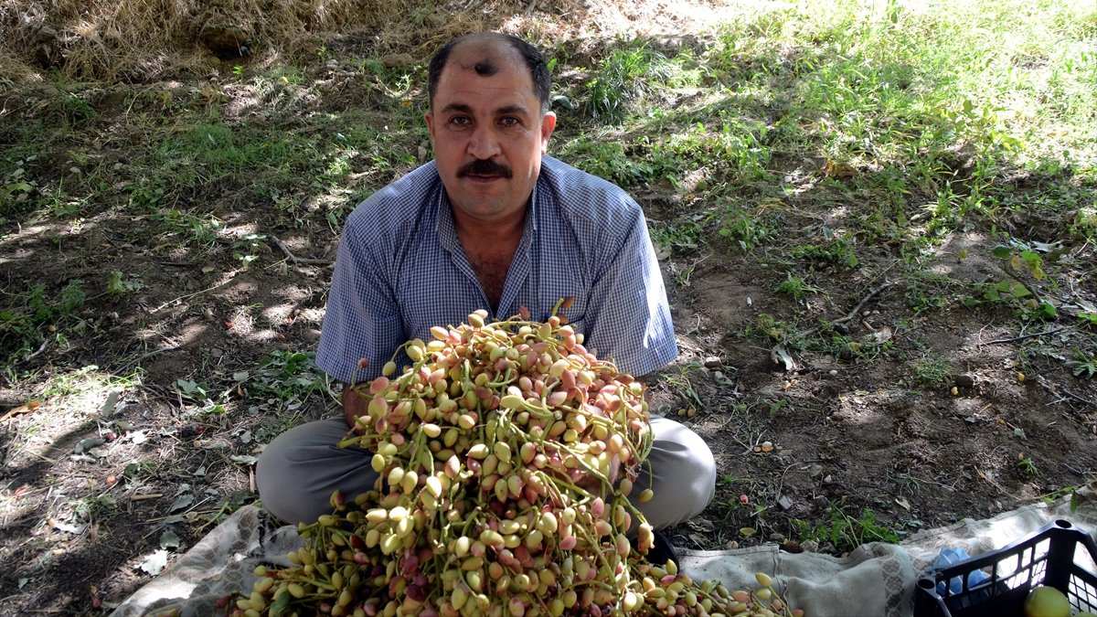 Çitlembik ağaçlarına aşılandı, evrim geçirdi! Kilosu 300 TL’den satılıyor, kuruyemişçiler kapıda bekliyor