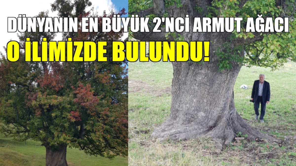 Dünyanın 2'nci en büyük armut ağacı o ilimizde bulundu! 700 yıllık dev ağaç hala yüzlerce kilo meyve veriyor
