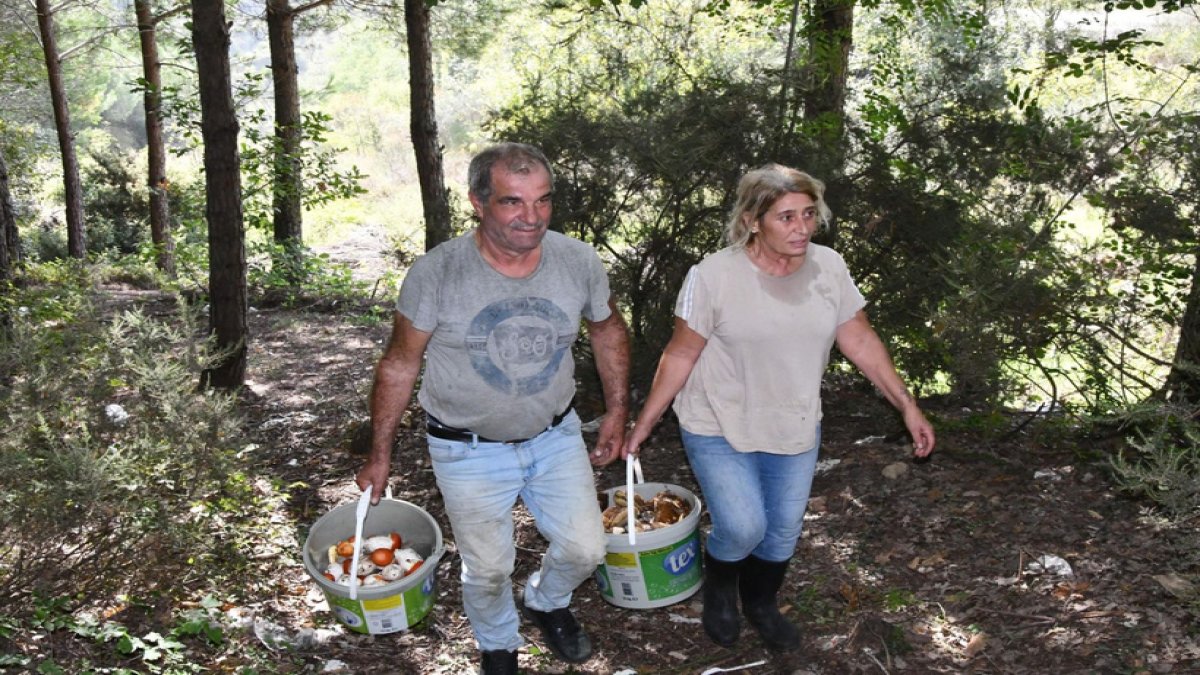 Kovalarla ormandan toplayıp kilosunu 200 liraya satıyorlar: Sermaye yok, Avrupa ülkeleri kapış kapış alıyor